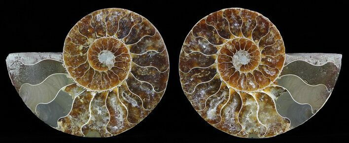 Polished Ammonite Pair - Agatized #51757